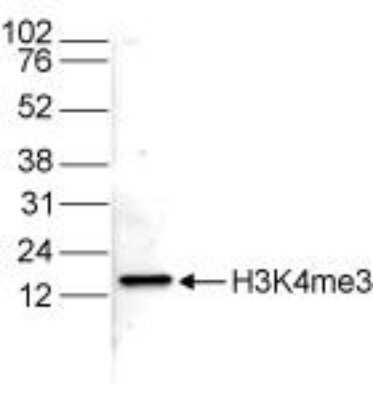 Western Blot: Histone H3 [Trimethyl Lys4] Antibody [NBP2-59143] - Histone extracts of HeLa cells (15 ug) were analyzed by Western blot using the antibody against H3K4me3 diluted 1:1,000 in TBS-Tween containing 5% skimmed milk. Observed molecular weight is ~15 kDa.